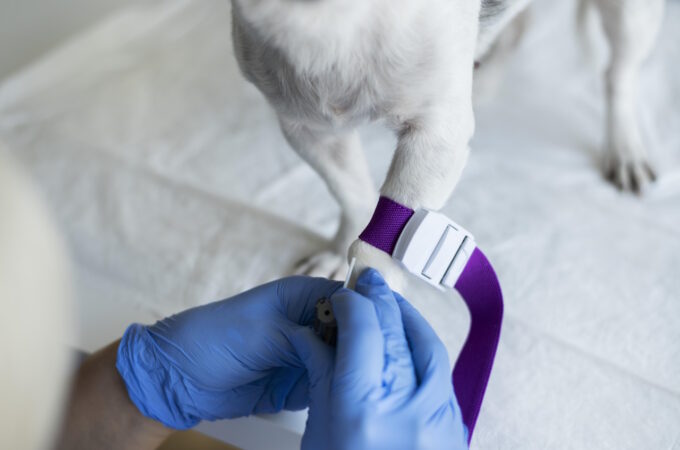 Jakie materiały pobiera się do badań w laboratorium weterynaryjnym?